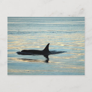 Orca Silhouette-vykort Vykort