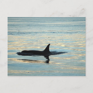 Orca Silhouette-vykort Vykort