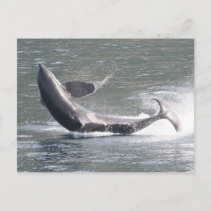 Orca som bryter mot Alaska Vykort