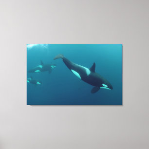 Orca"späckhuggare" kanfas canvastryck