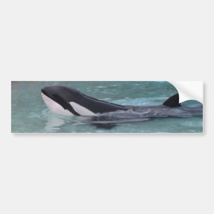 Orca… späckhuggarebildekal bildekal
