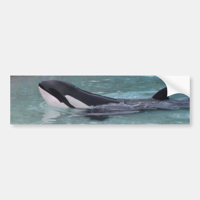 Orca… späckhuggarebildekal bildekal (Framsidan)