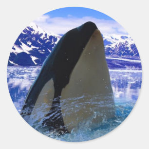 Orca Sticker/Sälar Runt Klistermärke