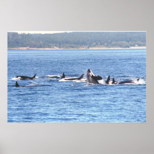 Orca Superpod-ramutskrift Poster