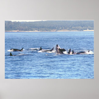 Orca Superpod-ramutskrift Poster