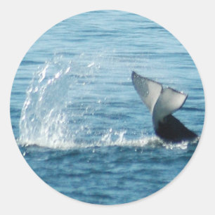 Orca Svan Slap Stickers Runt Klistermärke