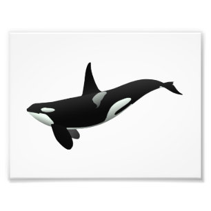 Orca val illustration - Välj bakgrund färg Fototryck