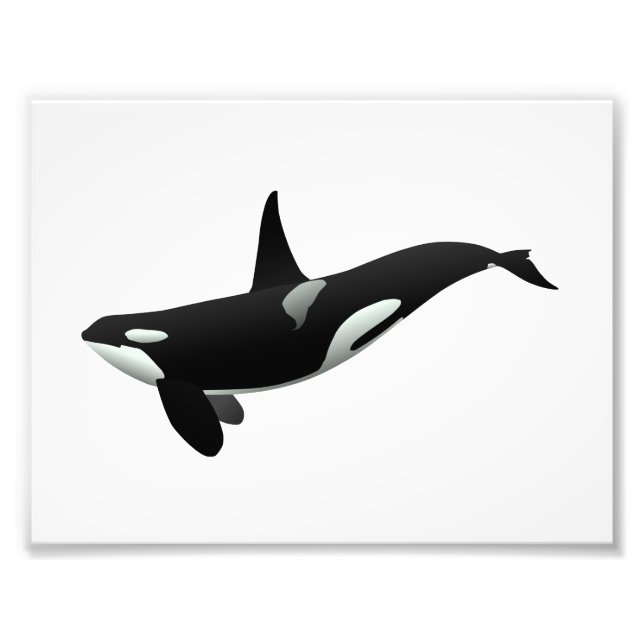 Orca val illustration - Välj bakgrund färg Fototryck (Framsidan)