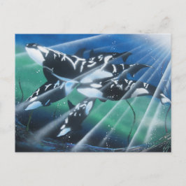 Orca vykort