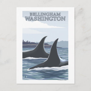 Orca Whales #1 - Bellingham, Washington Vykort