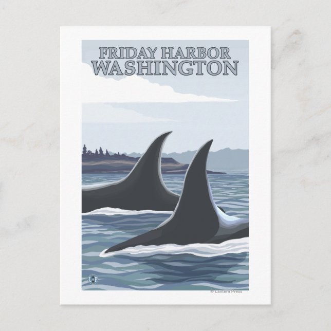 Orca Whales #1 - Fredag Harbour, Washington Vykort (Framsida)