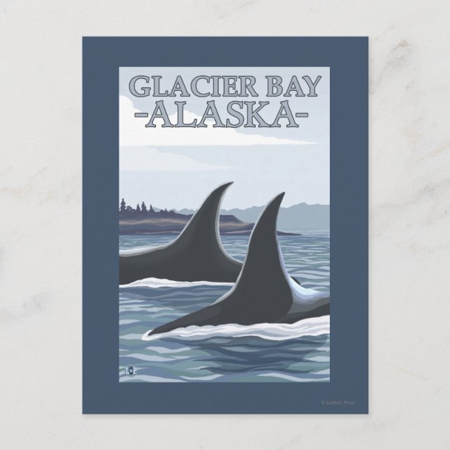Orca Whales #1 - Glacier Bay, Alaska Vykort (Framsida)