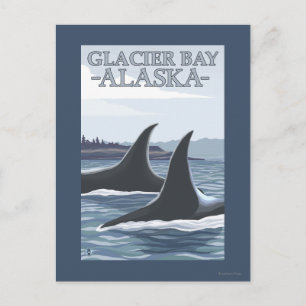 Orca Whales #1 - Glacier Bay, Alaska Vykort
