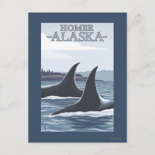 Orca Whales #1 - Homer, Alaska Vykort