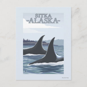Orca Whales #1 - Sitka, Alaska Vykort