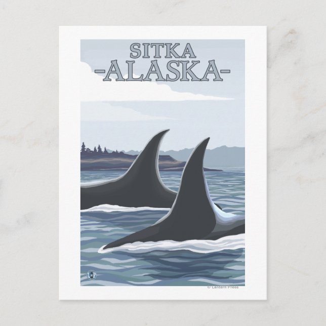 Orca Whales #1 - Sitka, Alaska Vykort (Framsida)