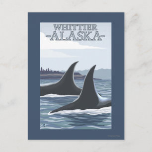 Orca Whales #1 - Whittier, Alaska Vykort