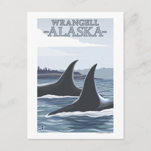 Orca Whales #1 - Wrangell, Alaska Vykort (Framsida)