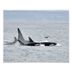 Orca Whales! Fototryck