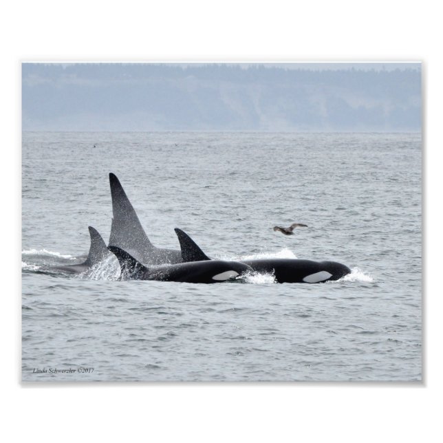 Orca Whales! Fototryck (Framsidan)
