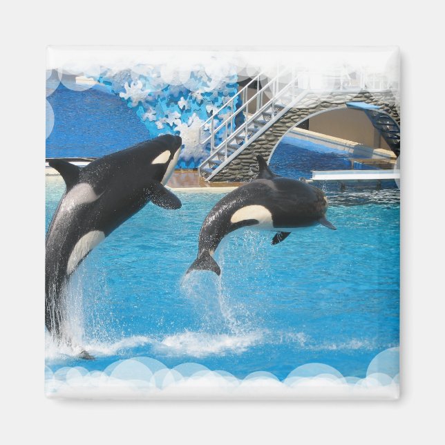 Orca Whales Magnet (Framsidan)