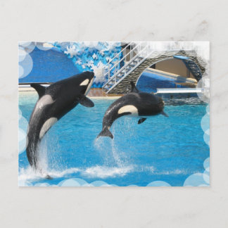 Orca Whales Postcard Vykort