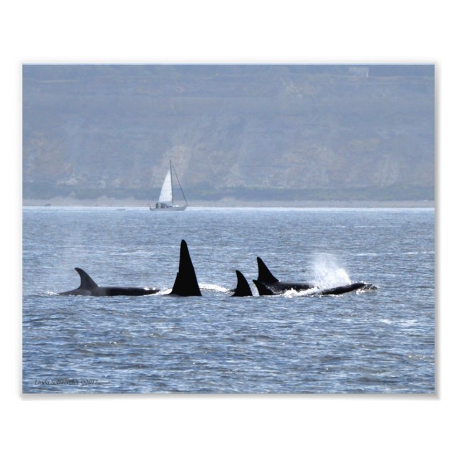 Orca Whales Swimming by Fototryck (Framsidan)