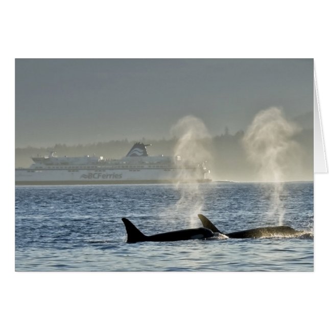 Orca Whales utandning Hälsningskort (Framsidan Horizontal)