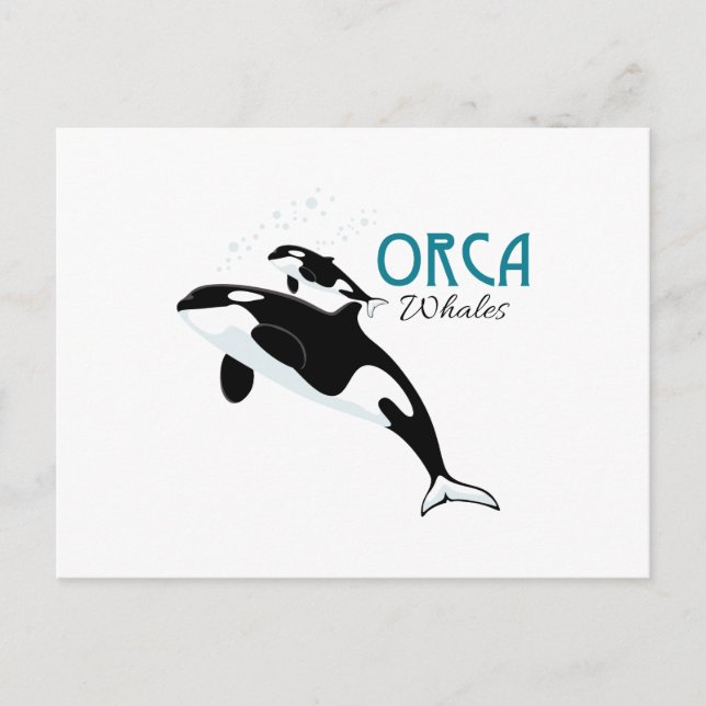 Orca Whales Vykort (Framsida)