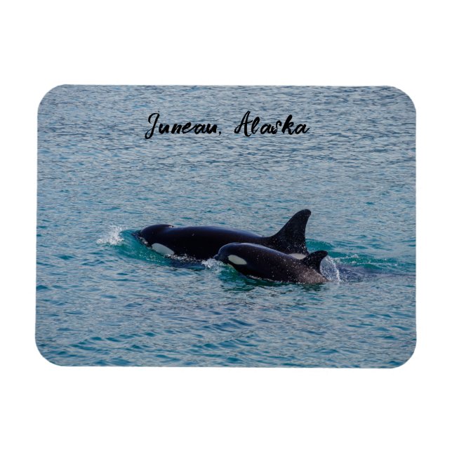Orcas - Juneau, Alaska - Travel Souvenir Magnet (Horisontell)
