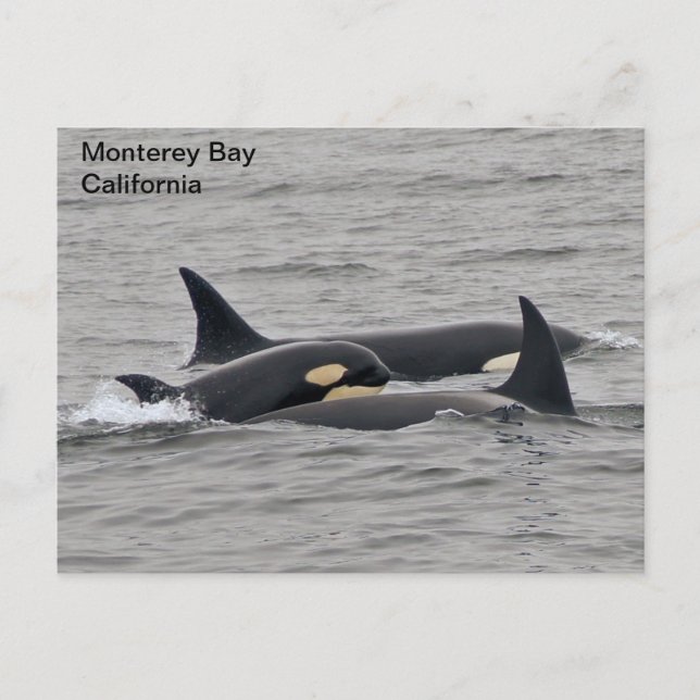 Orcas på vykortet Monterey Bay Vykort (Framsida)