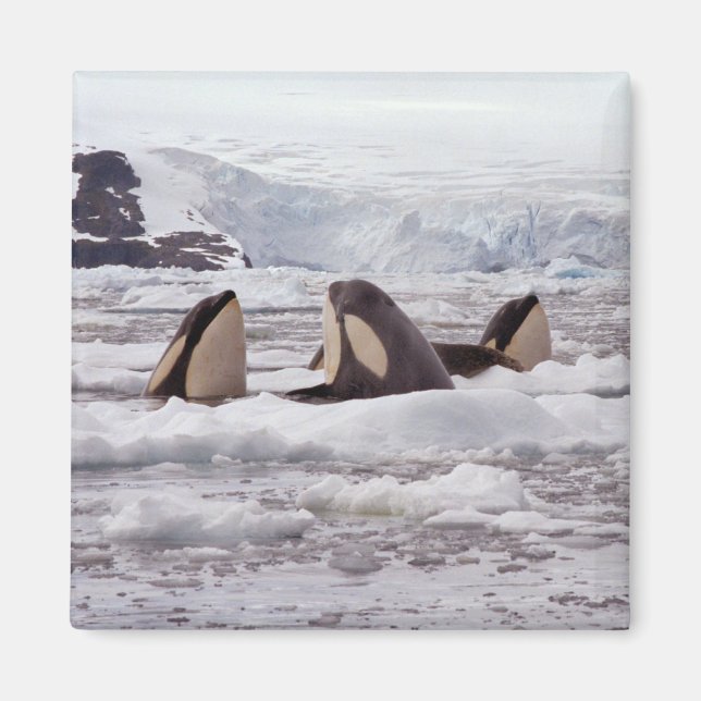 Orcas Spyhopping Magnet (Framsidan)