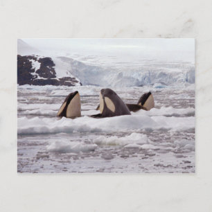 Orcas Spyhopping-vykort Vykort