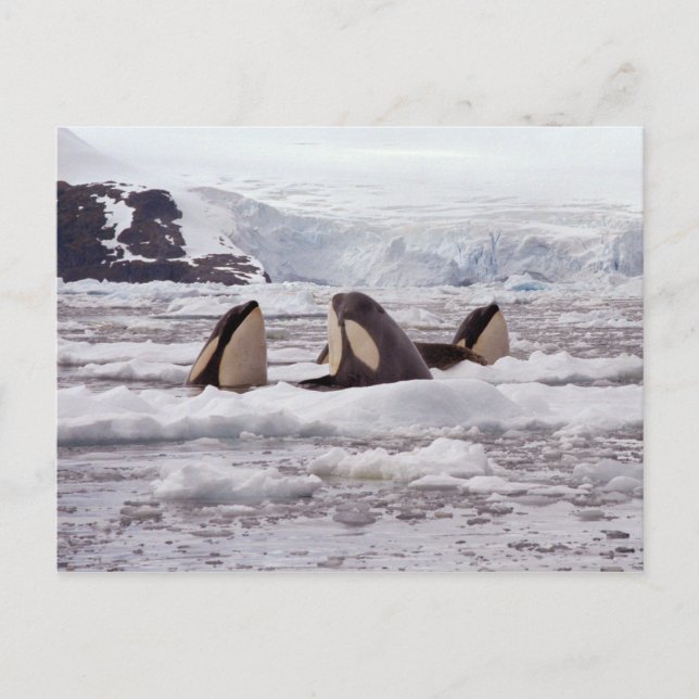 Orcas Spyhopping-vykort Vykort (Framsida)