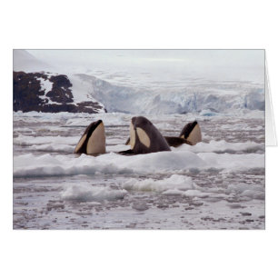 Orcas Spyhoppingkort Hälsningskort