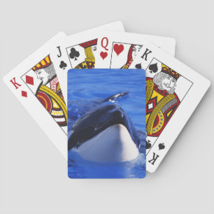 Orcaspäckhuggare Casinokort