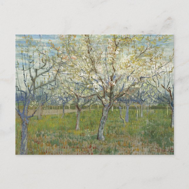 Orchard med Blossoming Apricot Träd - Van Gogh P Vykort (Framsida)