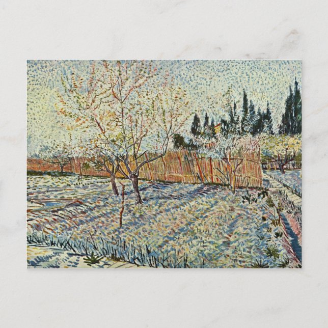 Orchard med cypress av Vincent Van Gogh Vykort (Framsida)