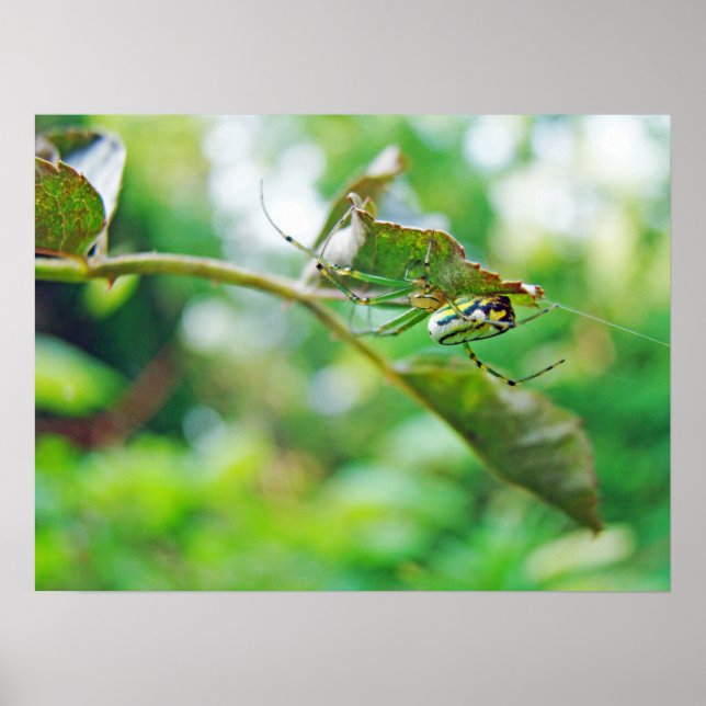 Orchard Orbweaver Spider - Leucauge venusta Poster (Framsidan)