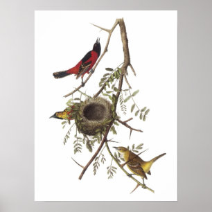 Orchard Oriole av Audubon Poster