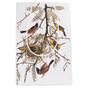 Orchard Oriole Birds with Nest Audubon