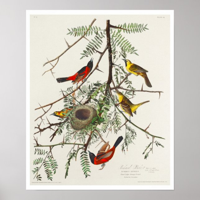 Orchard Oriole by Audubon Poster (Framsidan)