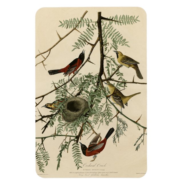 Orchard Oriole från Audubon's Birds of America Magnet (Vertikal)