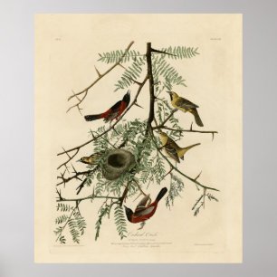 Orchard Oriole från Audubon's Birds of America Poster
