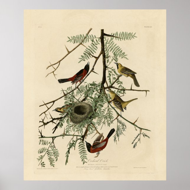 Orchard Oriole från Audubon's Birds of America Poster (Framsidan)