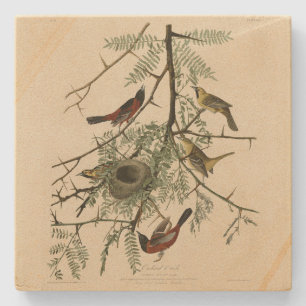 Orchard Oriole från Audubon's Birds of America Stenunderlägg
