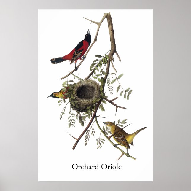 Orchard Oriole - John James Audubon Poster (Framsidan)