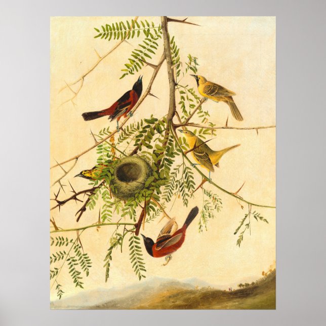 Orchard Oriole - Joseph Kidd Fine Art Poster (Framsidan)