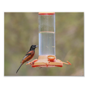 Orchard Oriole Male vid feeder Fototryck
