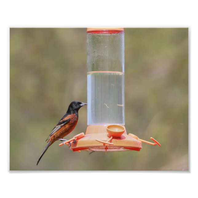 Orchard Oriole Male vid feeder Fototryck (Framsidan)